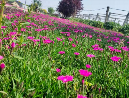 吉林绿化苗木花卉市场在哪里