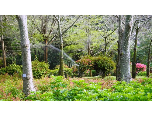 扬中城市绿化带种植什么植物好