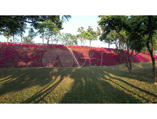 习近平讲话城市绿化的